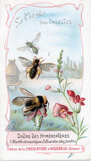 Le monde des insectes (titre inscrit)_0