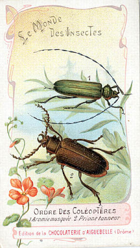 Le monde des insectes (titre inscrit)_0