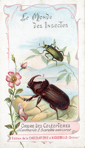 Le monde des insectes (titre inscrit)_0