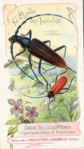 Le monde des insectes (titre inscrit)_0