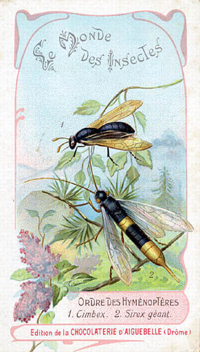 Le monde des insectes (titre inscrit)_0