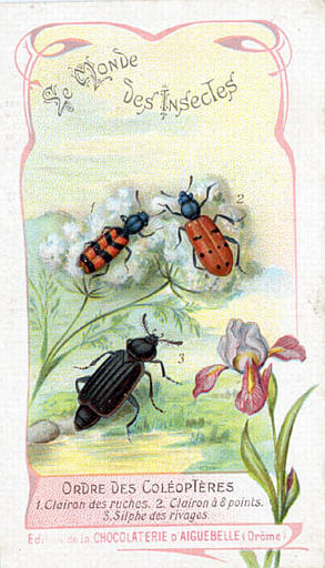 Le monde des insectes (titre inscrit)_0