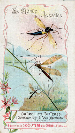 Le monde des insectes (titre inscrit)_0