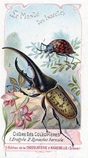 Le monde des insectes (titre inscrit)_0