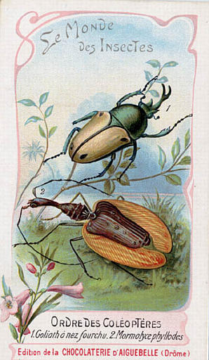 Le monde des insectes (titre inscrit)_0