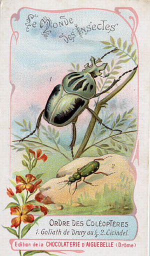 Le monde des insectes (titre inscrit)_0