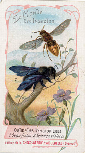 Le monde des insectes (titre inscrit)_0