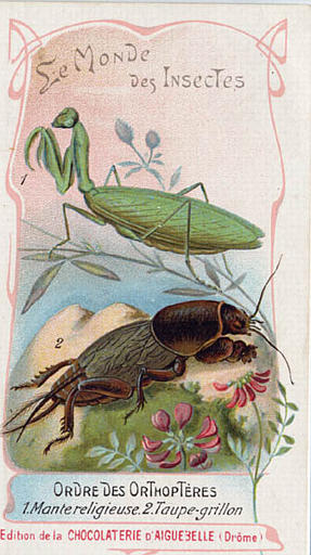 Le monde des insectes (titre inscrit)_0