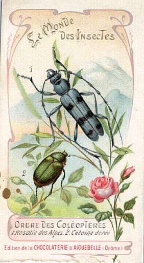 Le monde des insectes (titre inscrit)_0
