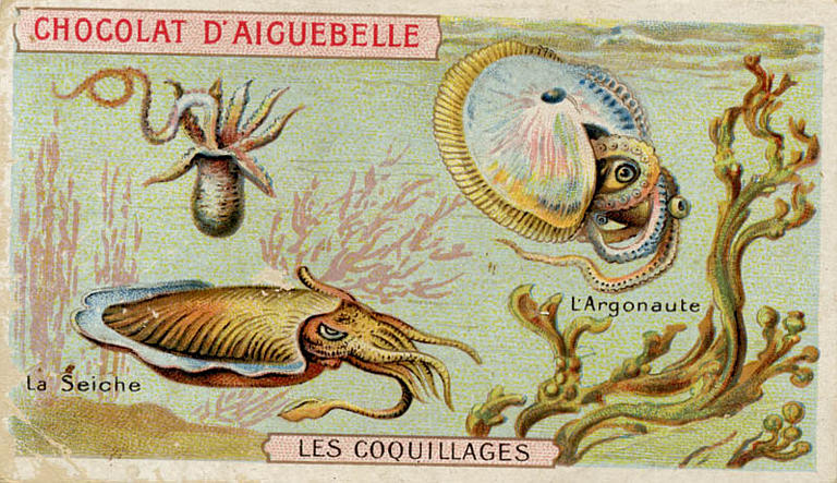 LES COQUILLAGES / La Seiche / L'Argonaute (titre inscrit)_0