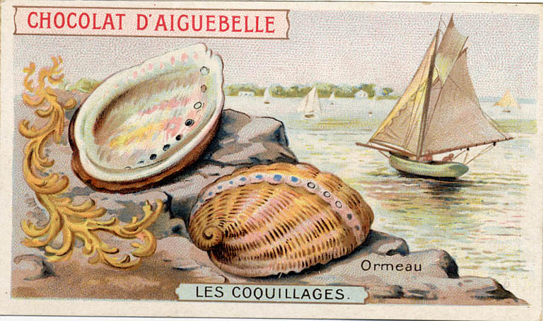 LES COQUILLAGES / Ormeau (titre inscrit)_0