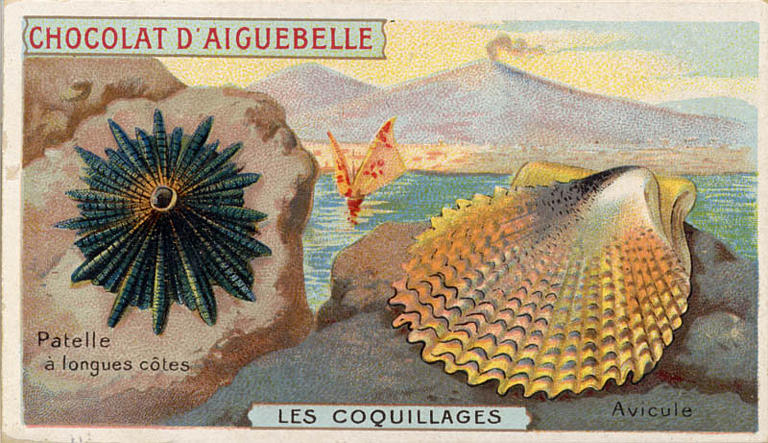 LES COQUILLAGES / Patelle / à longues côtes / Avicule (titre inscrit)_0