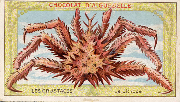 LES CRUSTACES / Le Lithode (titre inscrit)_0