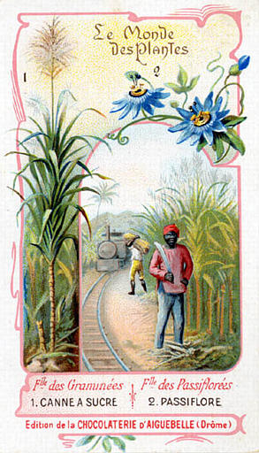Flle des Graminées / 1. CANNE A SUCRE / Flle des Passiflorées / 2. PASSIFLORE (titre inscrit)_0