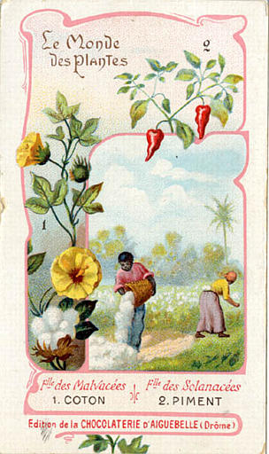 Flle des Malvacées / 1. COTON / Flle des Sclanacées / 2. PIMENT (titre inscrit)_0