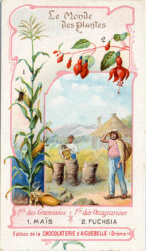Flle des Graminées / 1. MAIS / Flle des Onagrariées / 2. FUCHSIA (titre inscrit)_0