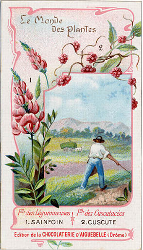 Flle des Légumineuses / 1. SAINFOIN / Flle des Cuscutacées / 2. CUSCUTE (titre inscrit)_0
