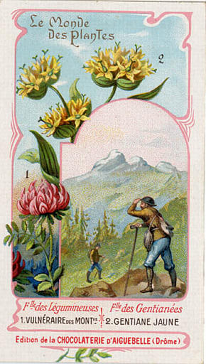 Flle des légumineuses / 1. VULNERAIRE des MONTES / Flle des Gentianées / 2. GENTIANE JAUNE (titre inscrit)_0
