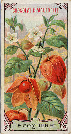 LE COQUERET (titre inscrit)_0