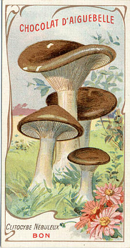 CLITOCYBE NEBULEUX / BON (titre inscrit)_0
