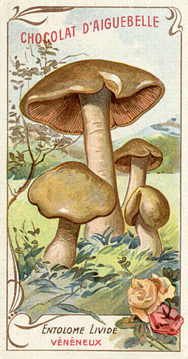 ENTOLOME LIVIDE / VENENEUX (titre inscrit)_0