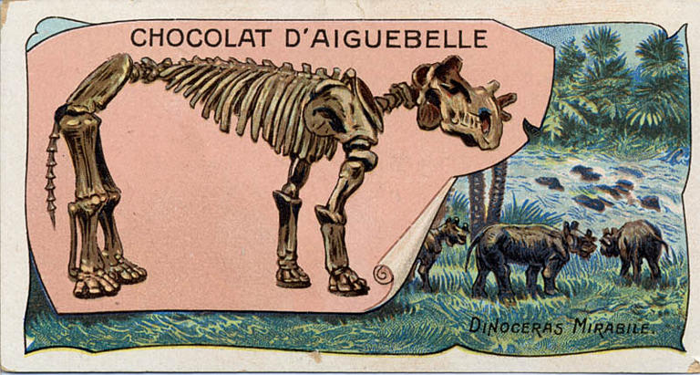 DINOCERAS MIRABILE (titre inscrit)_0
