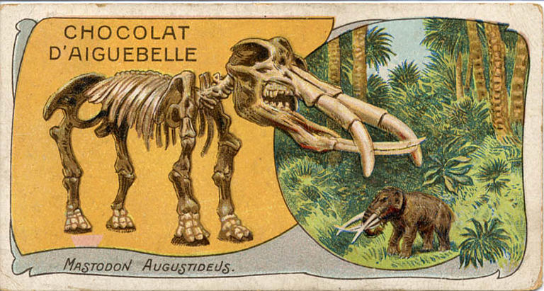 MASTODON AUGUSTIDEUS (titre inscrit)_0