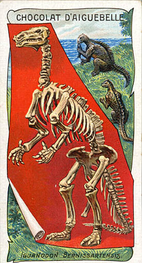 IGUANODON BERNISSARTENSIS (titre inscrit)_0