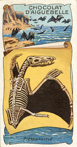 PTERODACTYLE (titre inscrit)_0