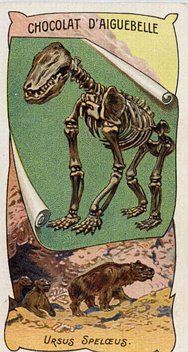 URSUS SPELOEUS (titre inscrit)_0