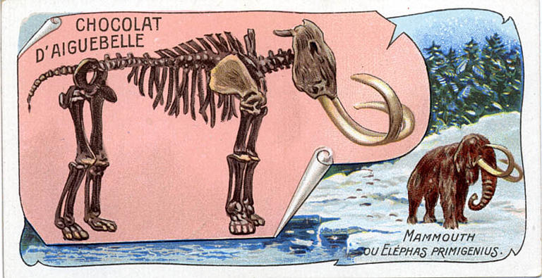 MAMMOUTH / OU ELEPHAS PRIMIGENIUS (titre inscrit)_0