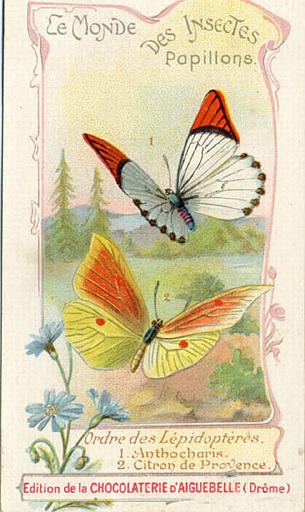 LE MONDE DES INSECTES / Papillons. / Ordre des Lépidoptères. / 1. Anthocharis. / 2. Citron de Provence (titre inscrit)_0