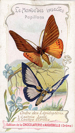 LE MONDE DES INSECTES / Papillons. / Ordre des Lépidoptères. / 1 Castnie Japix / 2 Cocitye d'Urville (titre inscrit)_0