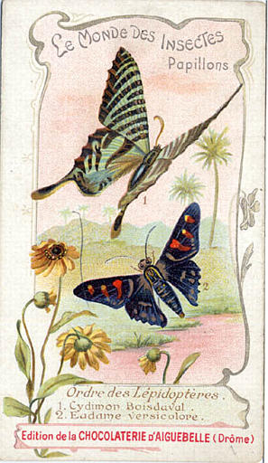 LE MONDE DES INSECTES / Papillons. / Ordre des Lépidoptères / 1 Cydimon Boisdaval / 2 Eudame Versicolore (titre inscrit)_0