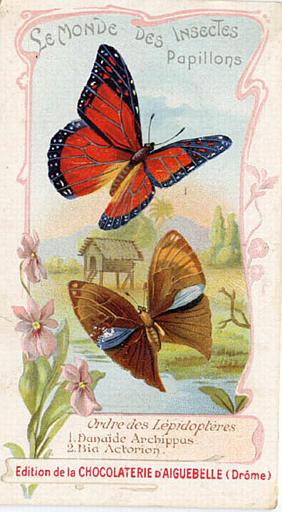 LE MONDE DES INSECTES / Papillons. / Ordre des Lépdoptères / 1 danaïde Archippas / 2 Bia Actorion  (titre inscrit)_0