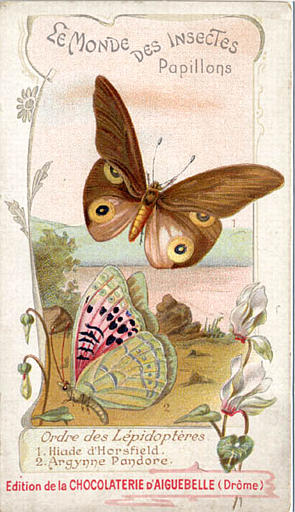 LE MONDE DES INSECTES / Papillons. / Ordre des Lépidoptères / 1 Hiade d'Horsfield / 2 Argynne Pandore (titre inscrit)_0