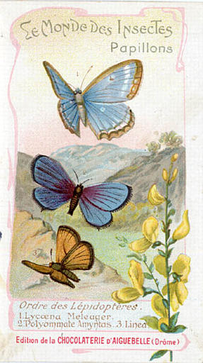 LE MONDE DES INSECTES / Papillons. / Ordre des Lépidoptérès / 1 Lycoena Meleager / 2 Polyommate Amyntas 3 Linea (titre inscrit)_0