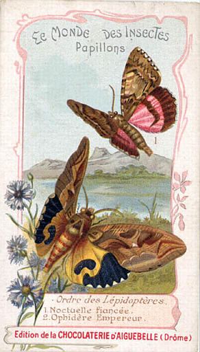 LE MONDE DES INSECTES / Papillons. / Ordre des Lépidopteres / 1 Noctuelle fiancée / 2 Orphidère Empereur (titre inscrit)_0