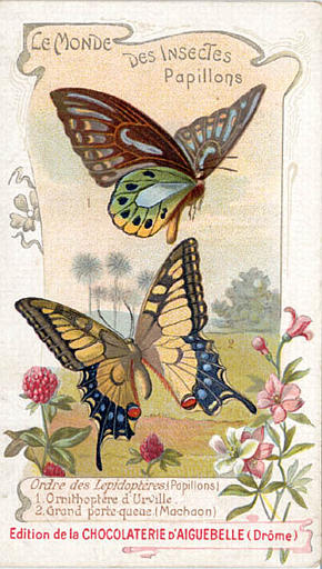 LE MONDE DES INSECTES / Papillons. / Ordre des Lépidopterès (Papillons) / 1 Ornithoptères d'Urville / 2 Grand porte-queue (titre inscrit)_0