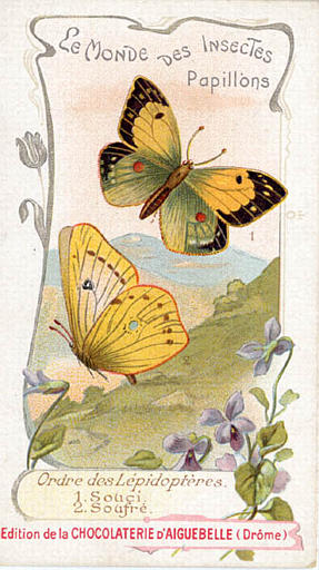 LE MONDE DES INSECTES / Papillons. / Ordre des Lépidoptérès / Souci / 2 Soufré (titre inscrit)_0