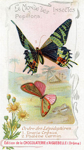LE MONDE DES INSECTES / Papillons. / Ordre des Lépidoptéres / 1 Uranie Crésus / 2 Phalène Carmin (titre inscrit)_0