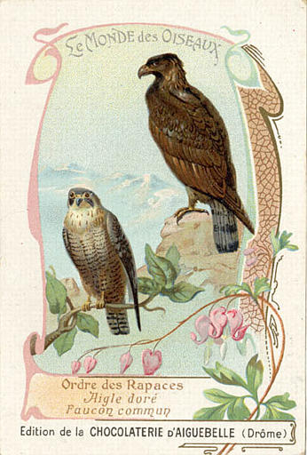 LE MONDE DES OISEAUX / Ordre des  Rapaces / Aigle doré / Faucon commun (titre inscrit)_0