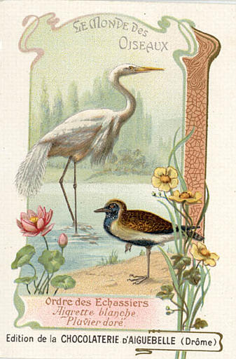 LE MONDE DES / OISEAUX / Ordre des Echassiers / Aigrette blanche/ Pluvier doré(titre inscrit)_0
