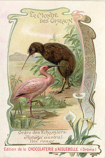 LE MONDE / DES OISEAUX / Ordre des Echassiers / Aptéryx austral / Ibis rouge(titre inscrit)_0