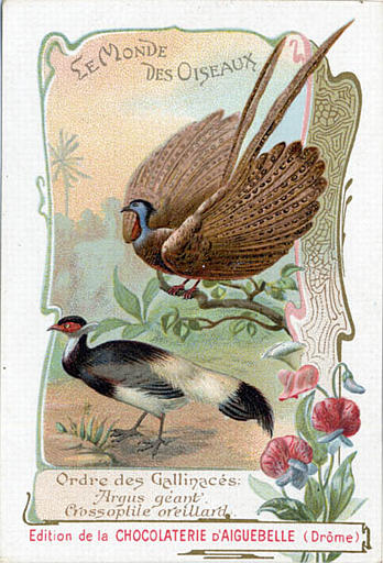 LE MONDE / DES OISEAUX / Ordre des Gallinacés / Argus géant / Crossoptile oreillant(titre inscrit)_0