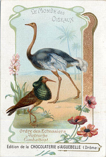 LE MONDE DES / OISEAUX / Ordre des Echassiers / Autruche / Combattant(titre inscrit)_0