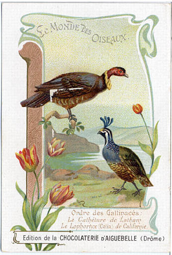 LE MONDE DES OISEAUX / Ordre des  Gallinacés / Le Cathéture de Latham / Le Lophotyx (Colin)  de Californie (titre inscrit)_0