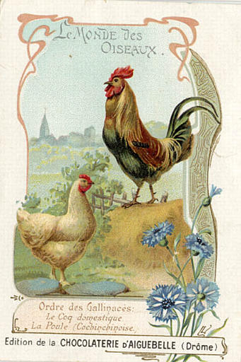 LE MONDE DES / OISEAUX / Ordre des Gallinacés / Le coq domestique / La Poule (Cochinchinoise) (titre inscrit)_0