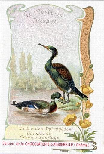 LE MONDE DES / OISEAUX / Ordre des Palmipèdes / Cormoran / Canard sauvage(titre inscrit)_0