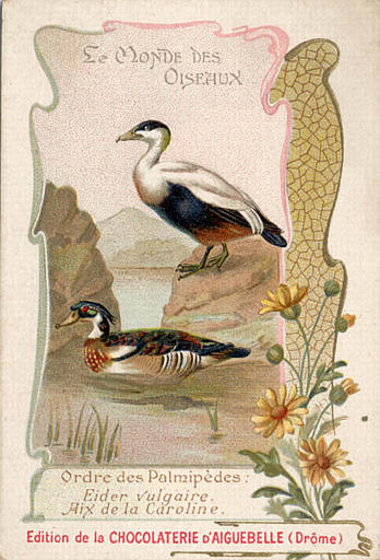 LE MONDE DES / OISEAUX / Ordre des Palmipèdes / Eider vulgaire / Aix de la Caroline (titre inscrit)_0